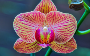 The Clitoris: A Cumplete Guide